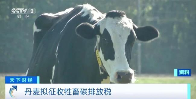 养一头奶牛，每年或需缴纳700元税！什么情况？-图1