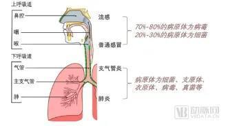 扎堆做呼吸道多联检的背后，闯入者们在抢什么？-图1