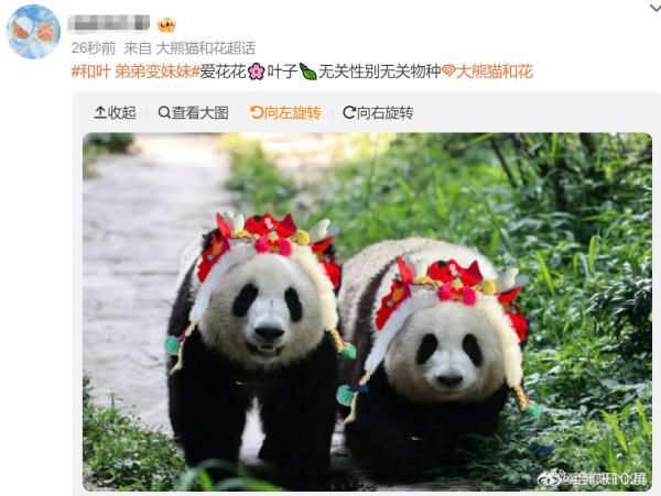 大熊猫和叶是女孩-图10 大熊猫和叶是女孩-图10