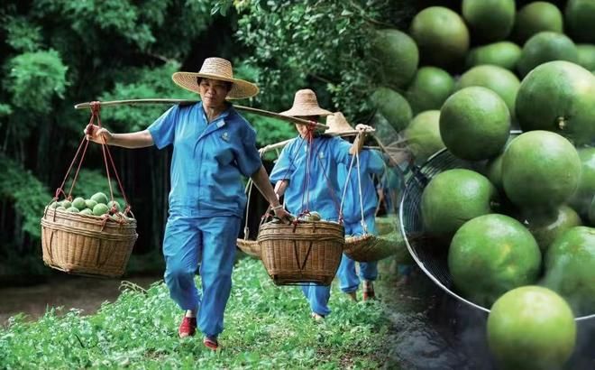 全国人大代表廖志略：推动化橘红纳入药食同源，带动乡亲增收致富-图6